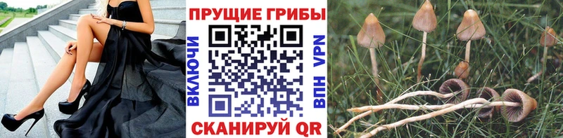 Галлюциногенные грибы ЛСД  Купить  Любань 